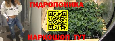 шишки Тверь